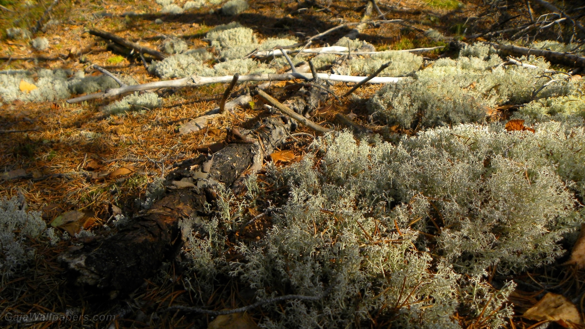 Vieux sol couvert de lichens - Fonds d'écran gratuits