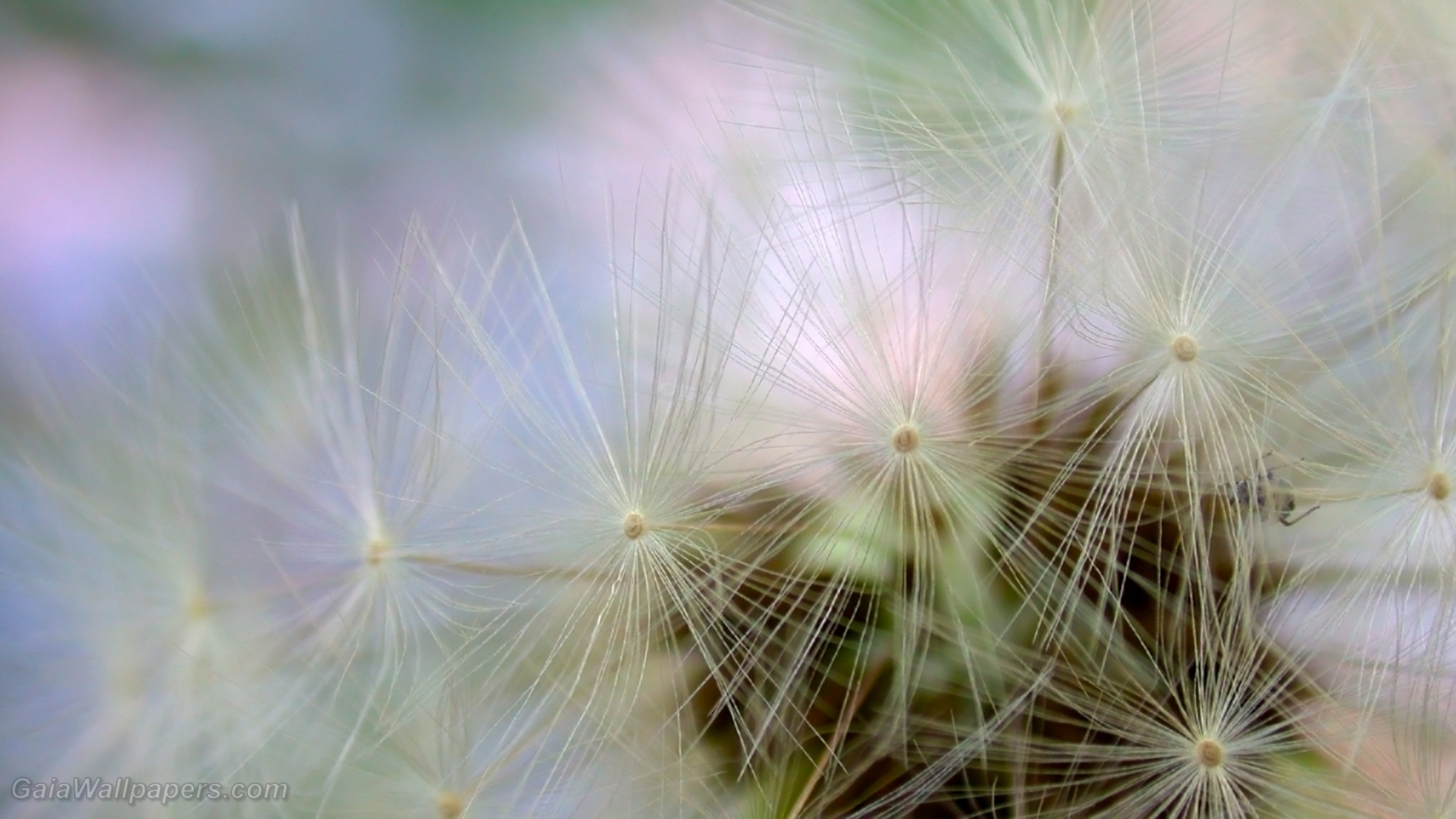 Dead dandelion close-up view - Free desktop wallpapers