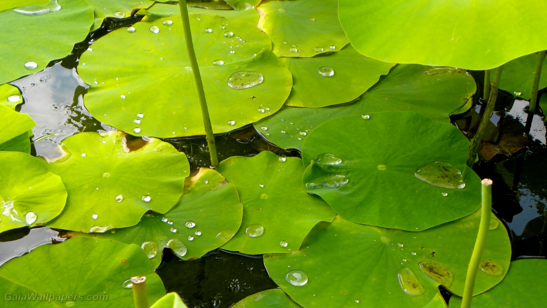 Water beading on lotus leaves - Free desktop wallpapers