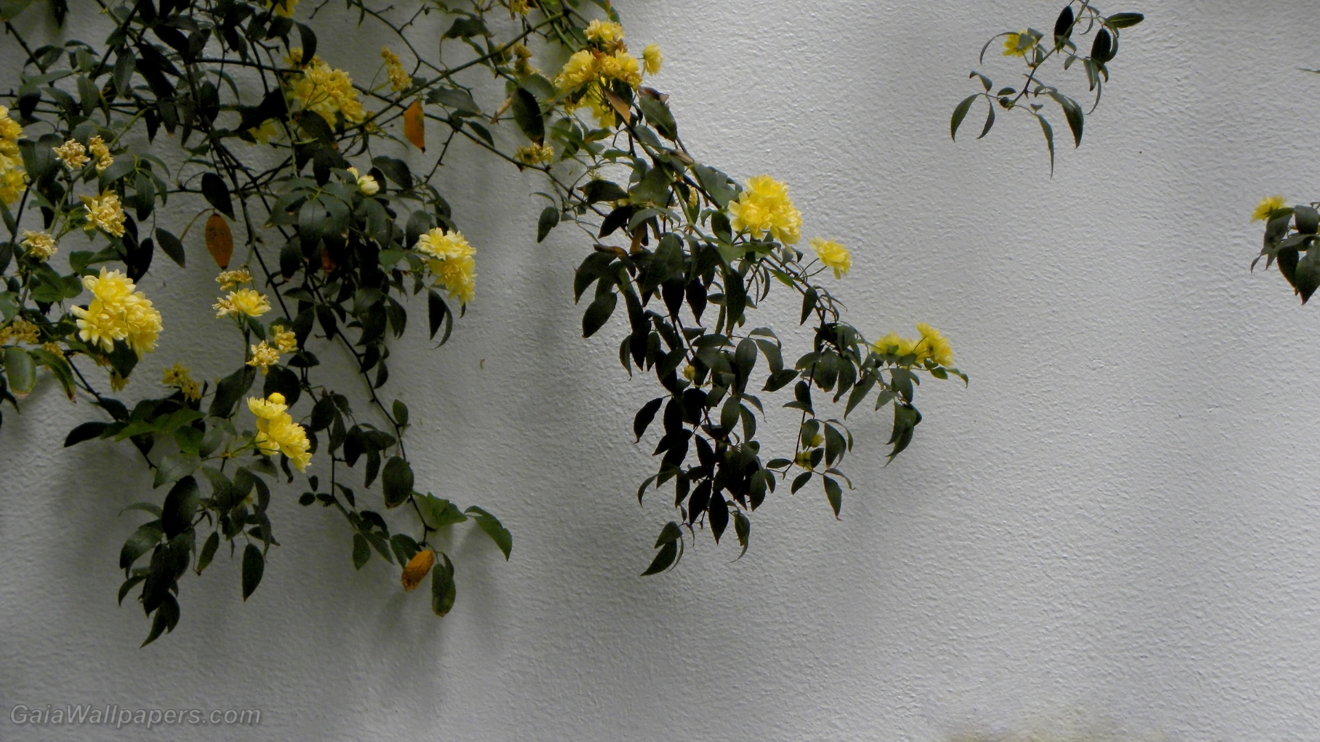 Flowery meditation wall - Free desktop wallpapers