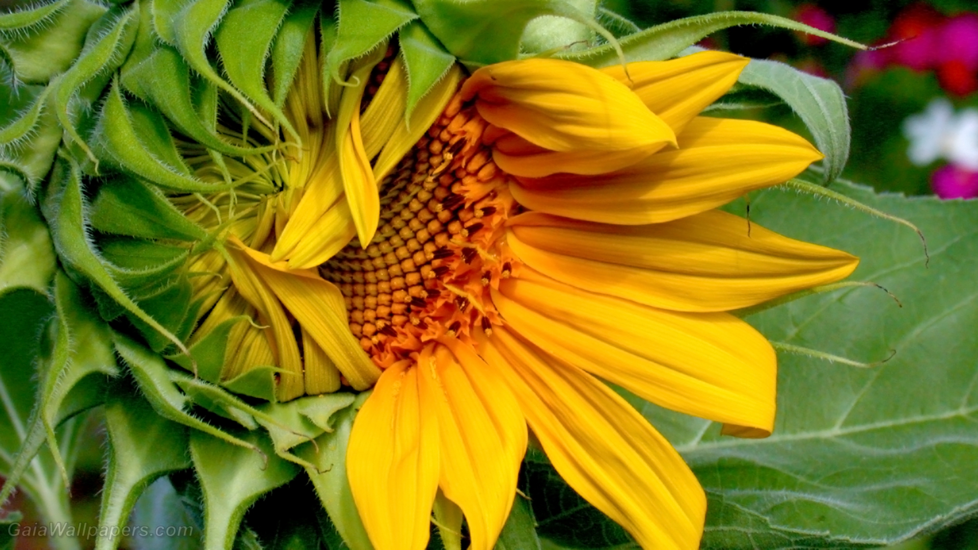 Sunflower opening to the world - Free desktop wallpapers