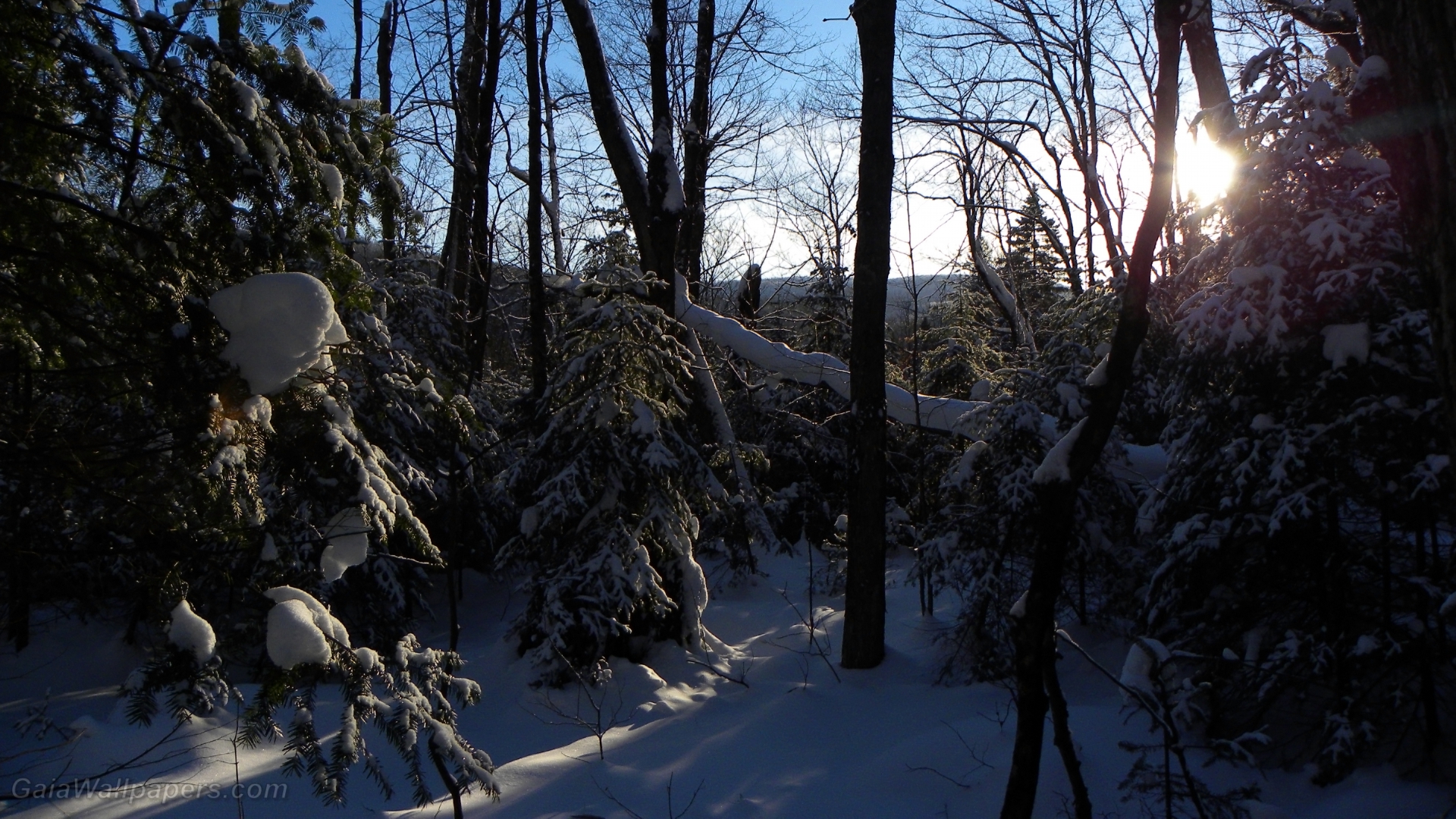 End of a winter's day in the Laurentian Forest - Free desktop wallpapers