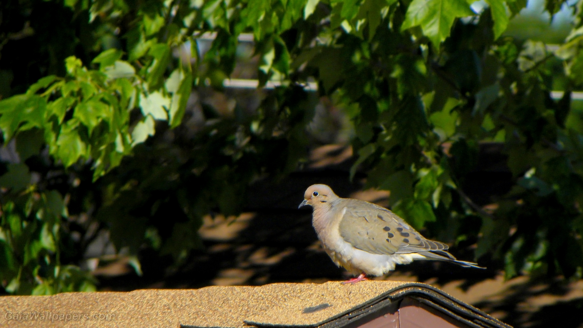 Mourning Dove in the sun - Free desktop wallpapers