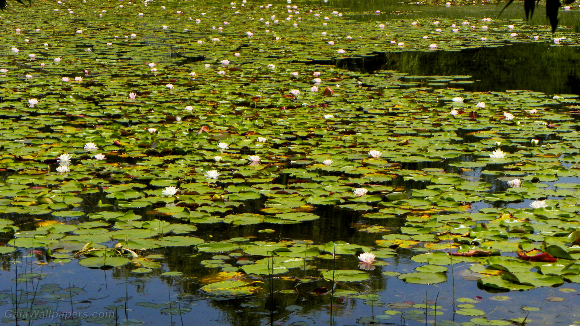 Pond full of water lilies - Free desktop wallpapers