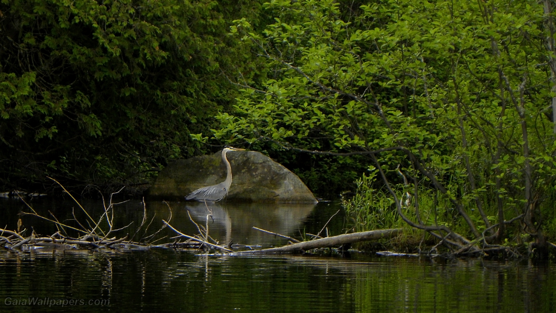 Great Blue Heron fishing quietly in the forest - Free desktop wallpapers