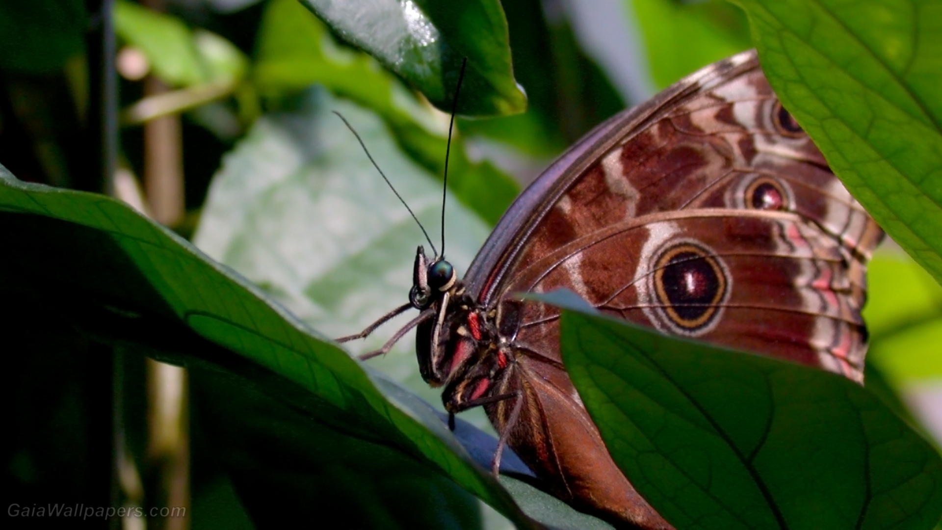 Beau papillon se cachant derrière les feuilles - Fonds d'écran gratuits