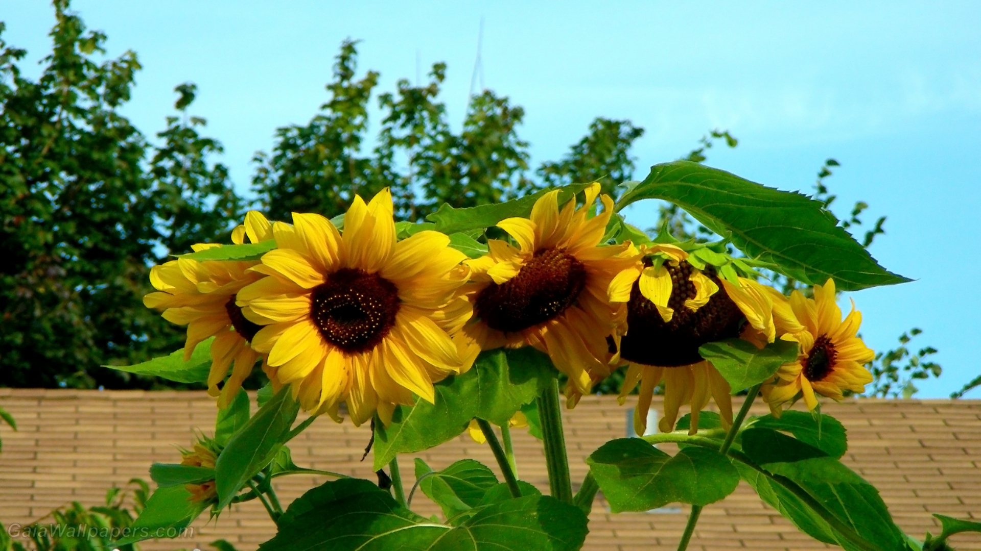 Family of sunflowers - Free desktop wallpapers