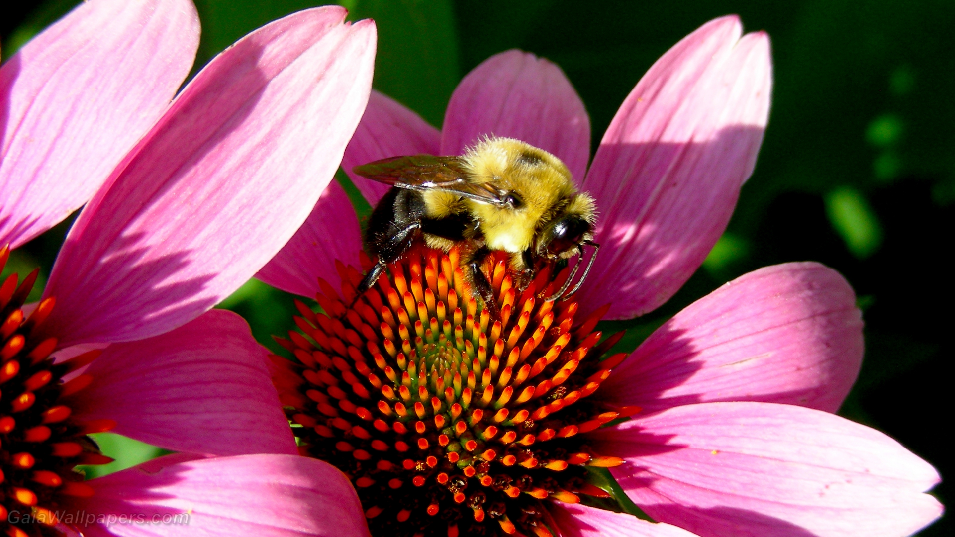 Bumblebee on Echinacea in the sunlight - Free desktop wallpapers