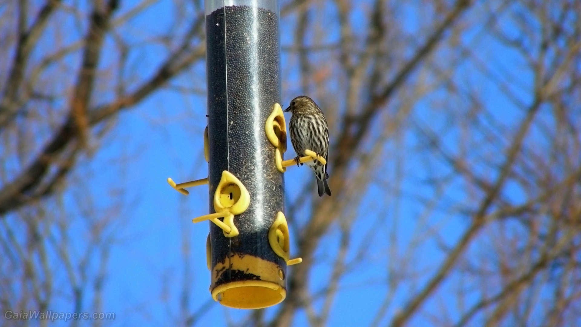 Bird feeder with a lot of seeds - Free desktop wallpapers