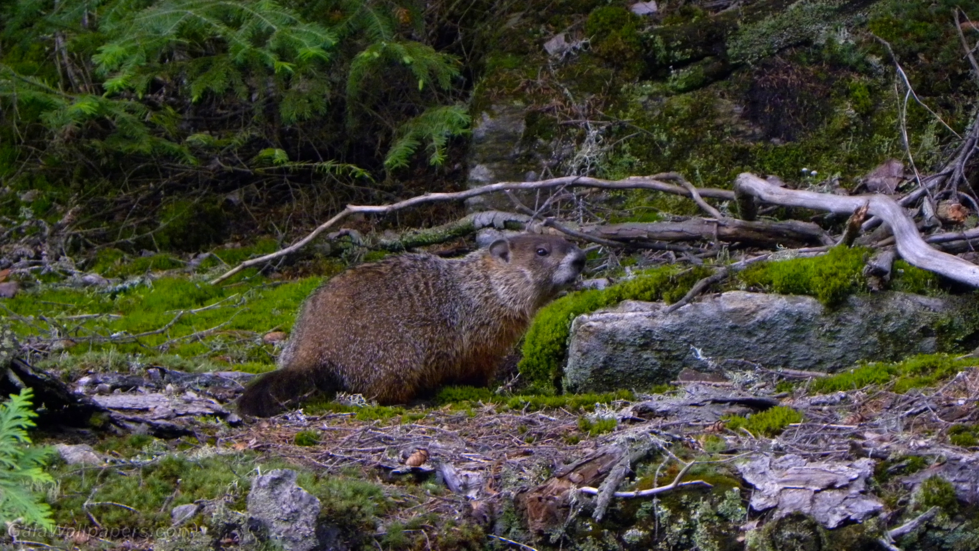 Marmot living in forest - Free desktop wallpapers