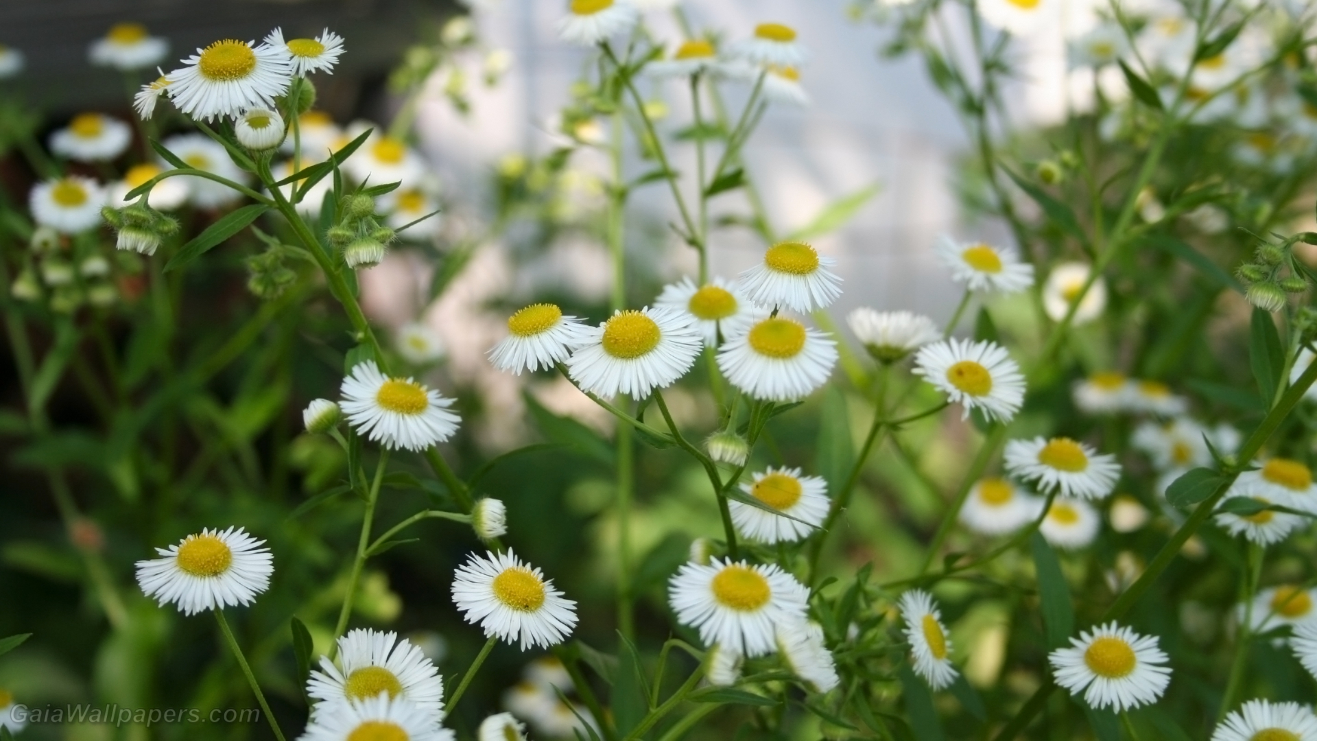 Flowers like little white suns - Free desktop wallpapers