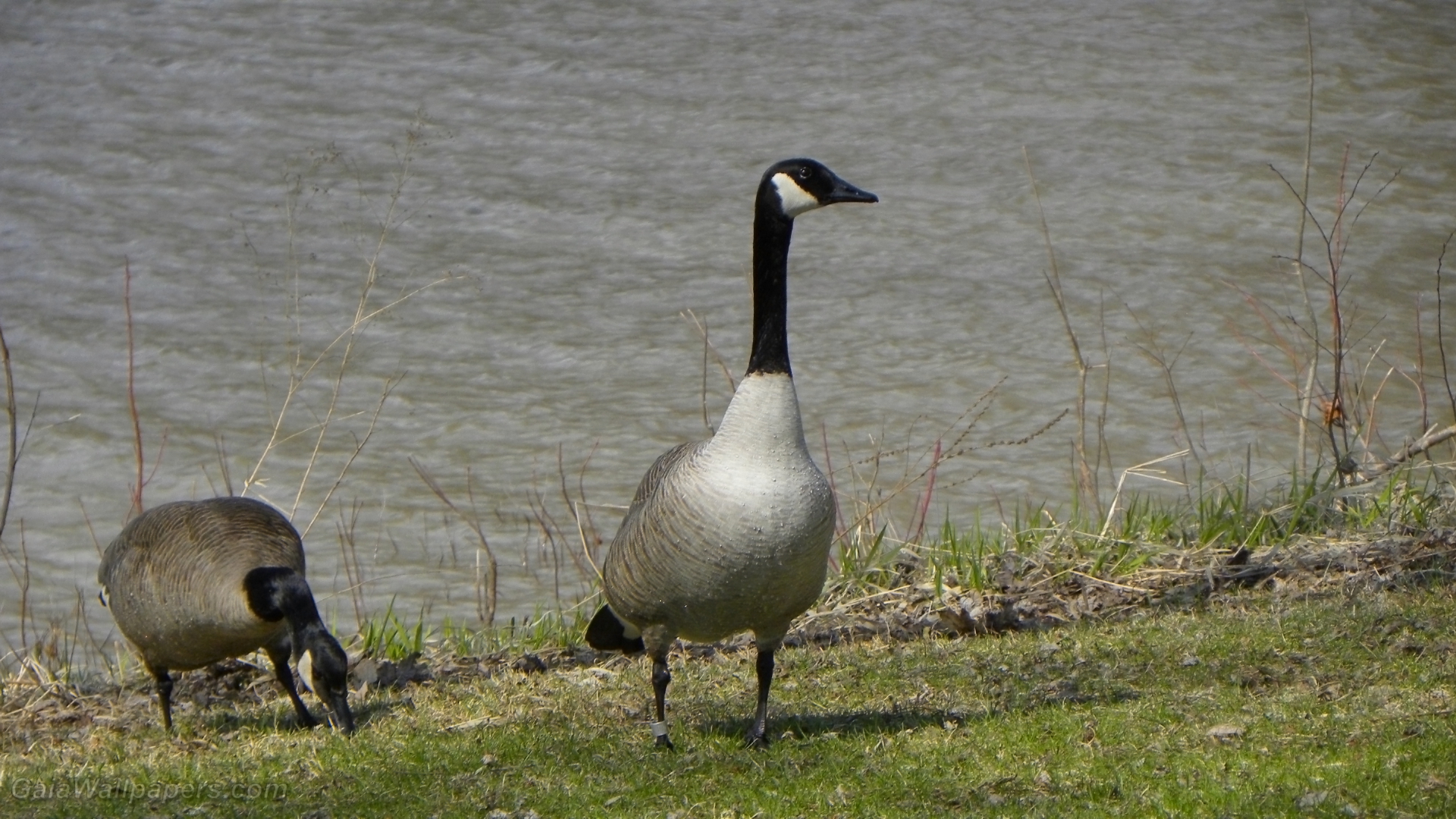 Canada geese eating the first grass of spring - Free desktop wallpapers