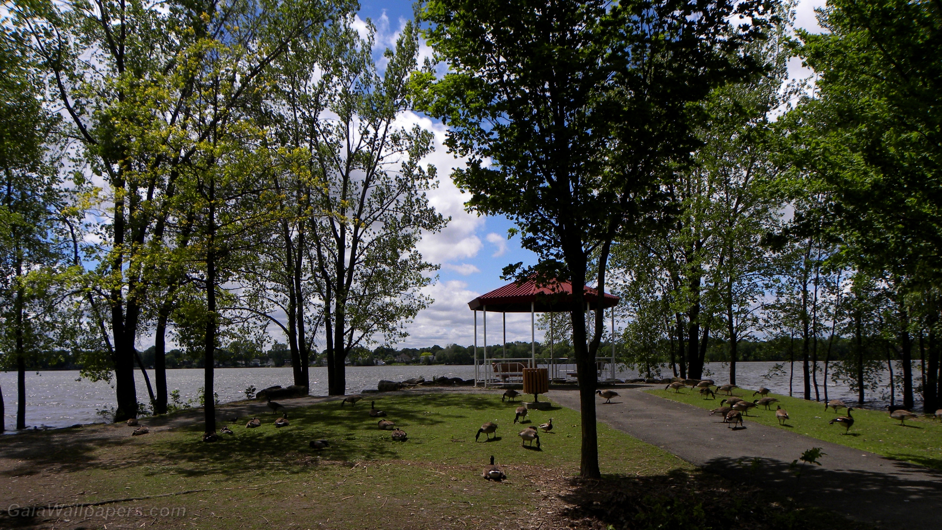 Bernaches du Canada dans un parc en bord de rivière - Fonds d'écran gratuits
