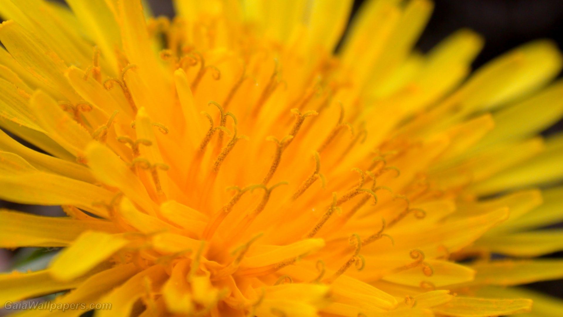 Pollen in a dandelion - Free desktop wallpapers