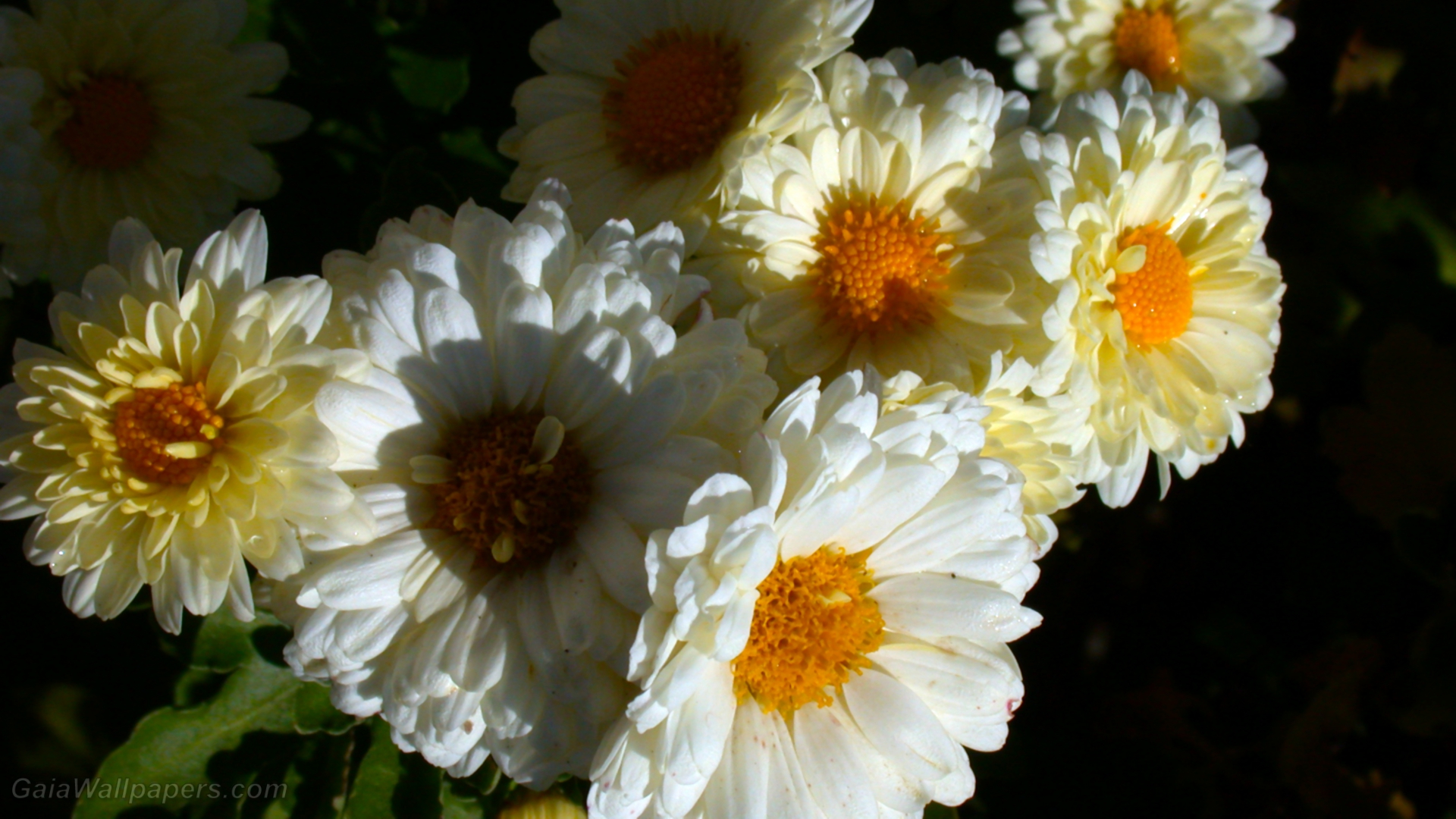 Flowers with white petals absorbing the first sunrays - Free desktop wallpapers