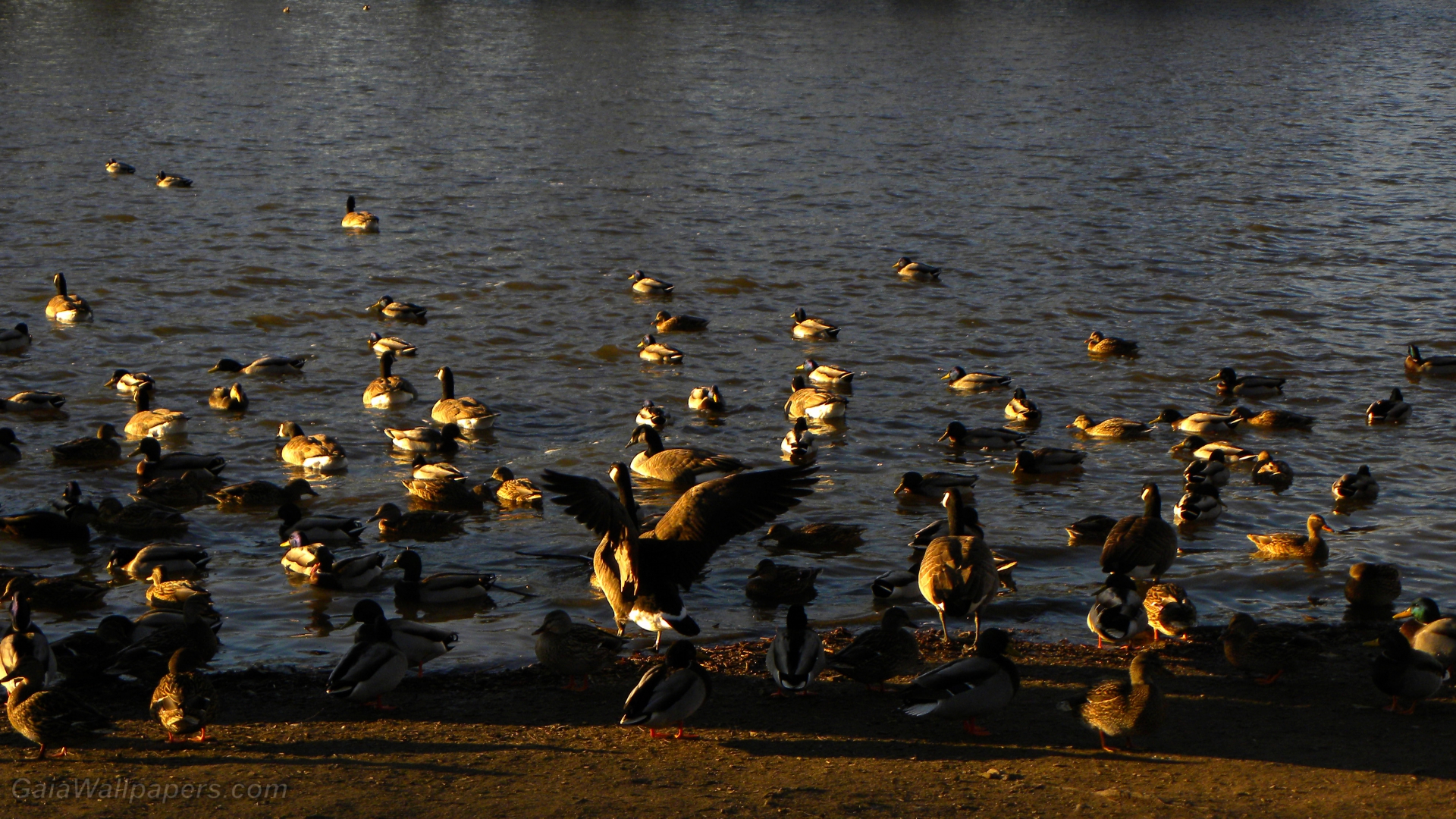 Ducks and Canada geese just before winter - Free desktop wallpapers