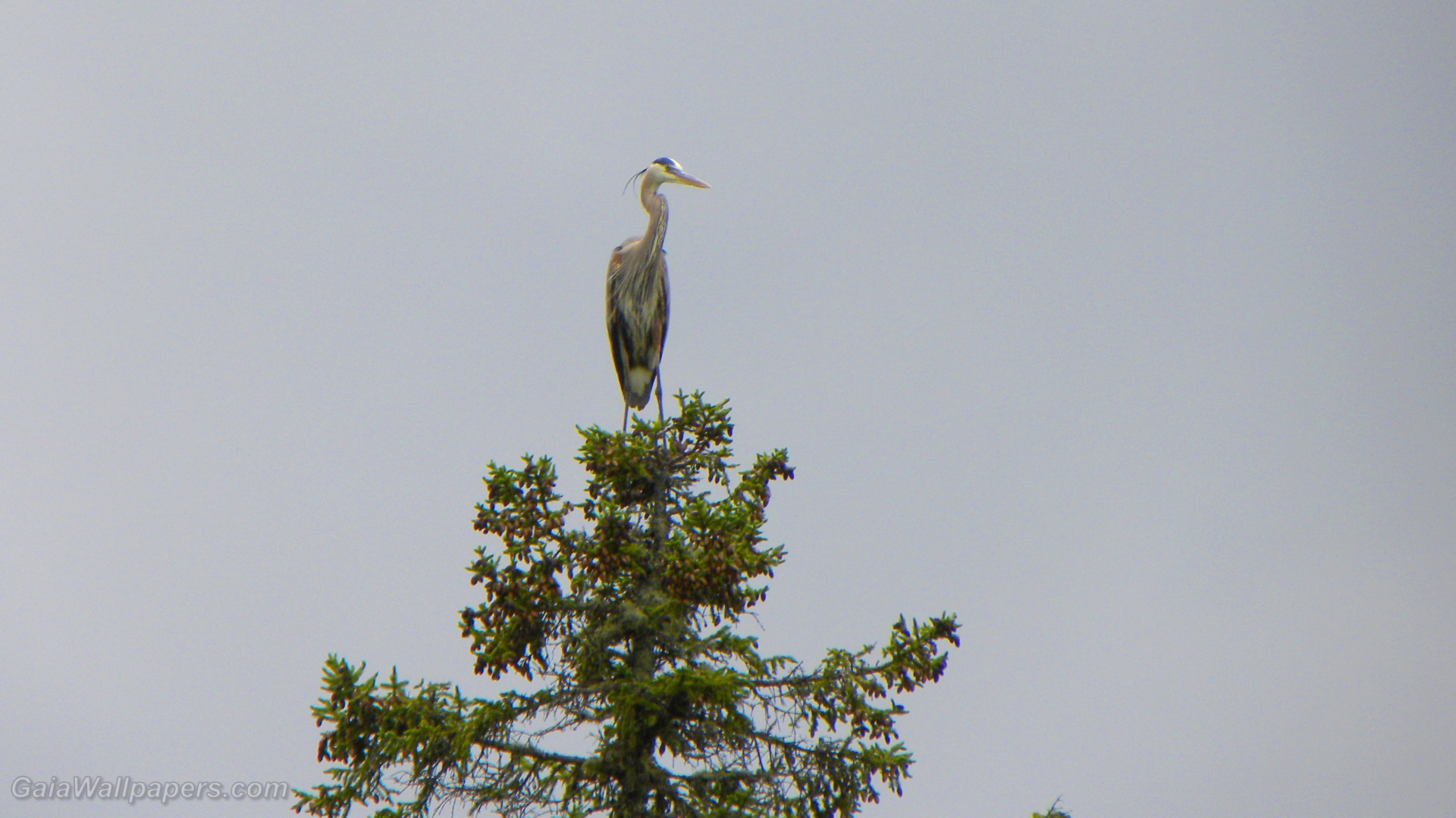 Great Blue Heron on the top of a tree - Free desktop wallpapers