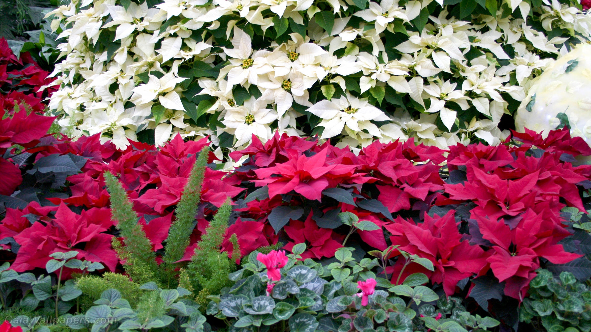 Poinsettias in white and red - Free desktop wallpapers