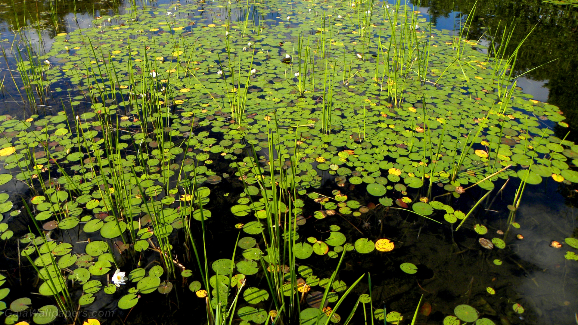 Marsh full of water lilies - Free desktop wallpapers