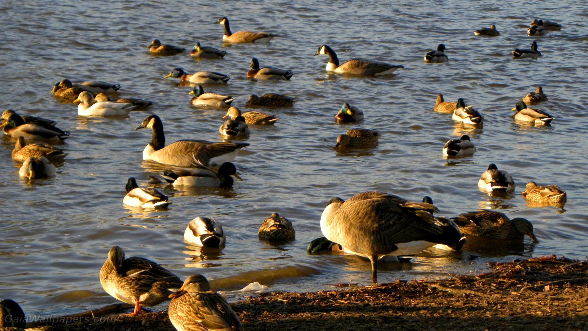 Oies et canards relaxant au cours de leur migration - Fonds d'écran gratuits