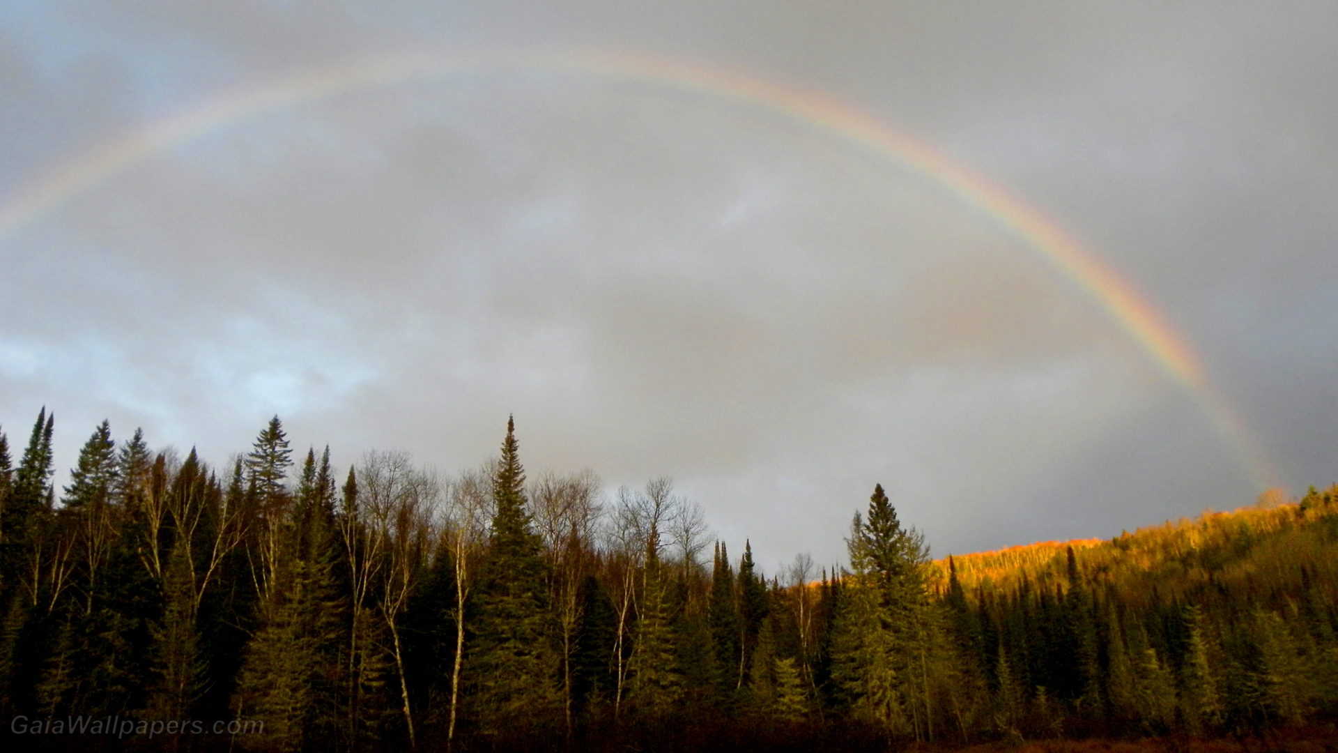 Morning rainbow over the autumnal forest - Free desktop wallpapers