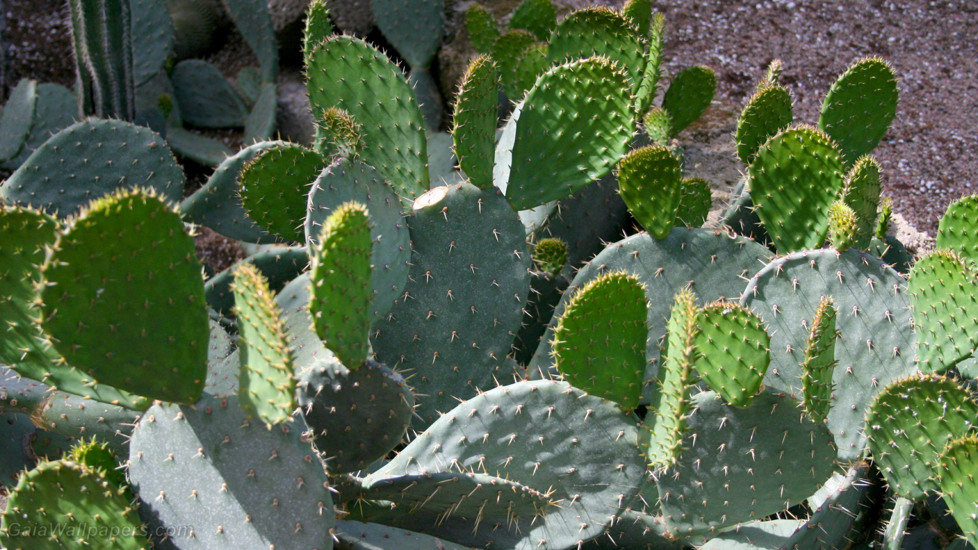 Croissance de cactus - Fonds d'écran gratuits