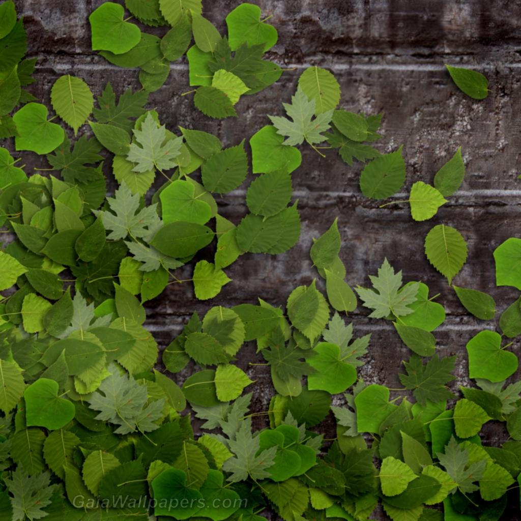 Feuilles vertes sur le mur de pierre - Fonds d'écran gratuits