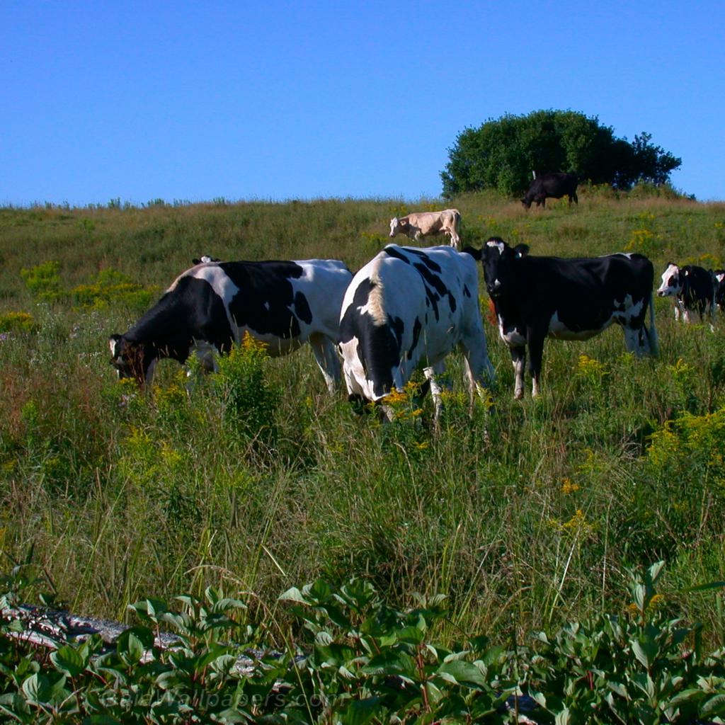 Vaches mangeant dans le champs - Fonds d'écran gratuits