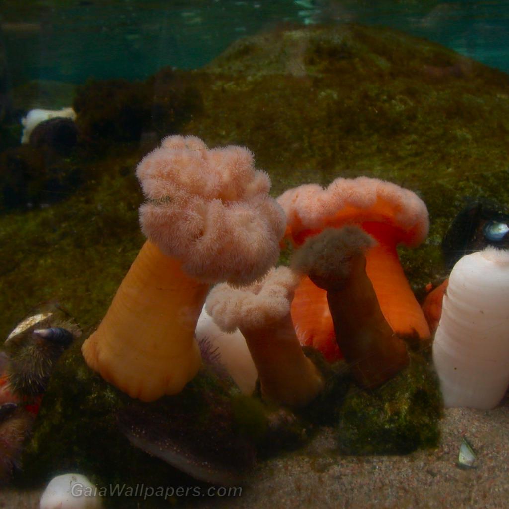 Sea anemones - Free desktop wallpapers