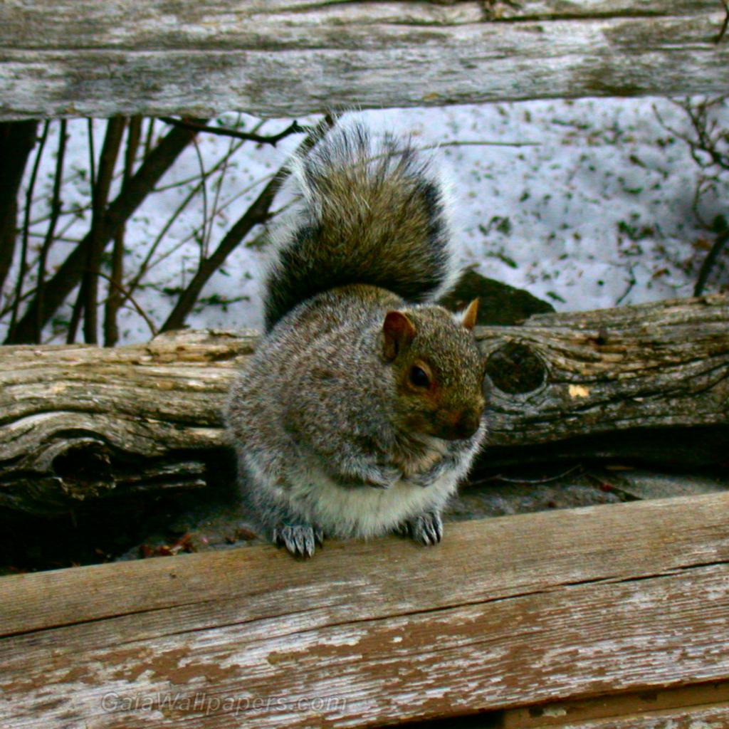 Squirrel standing on a old wood fence - Free desktop wallpapers
