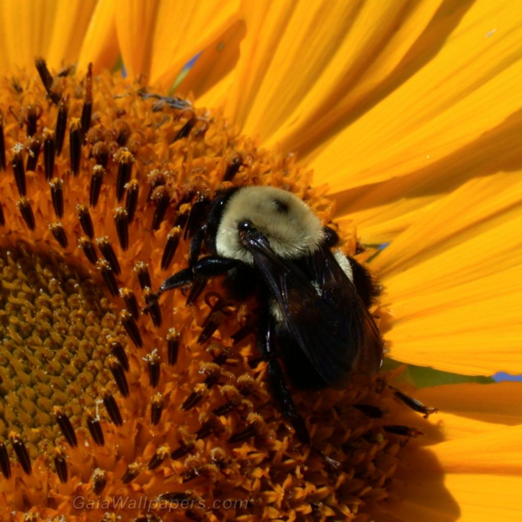 Bumblebee gathering nectar in a Sunflower - Free desktop wallpapers