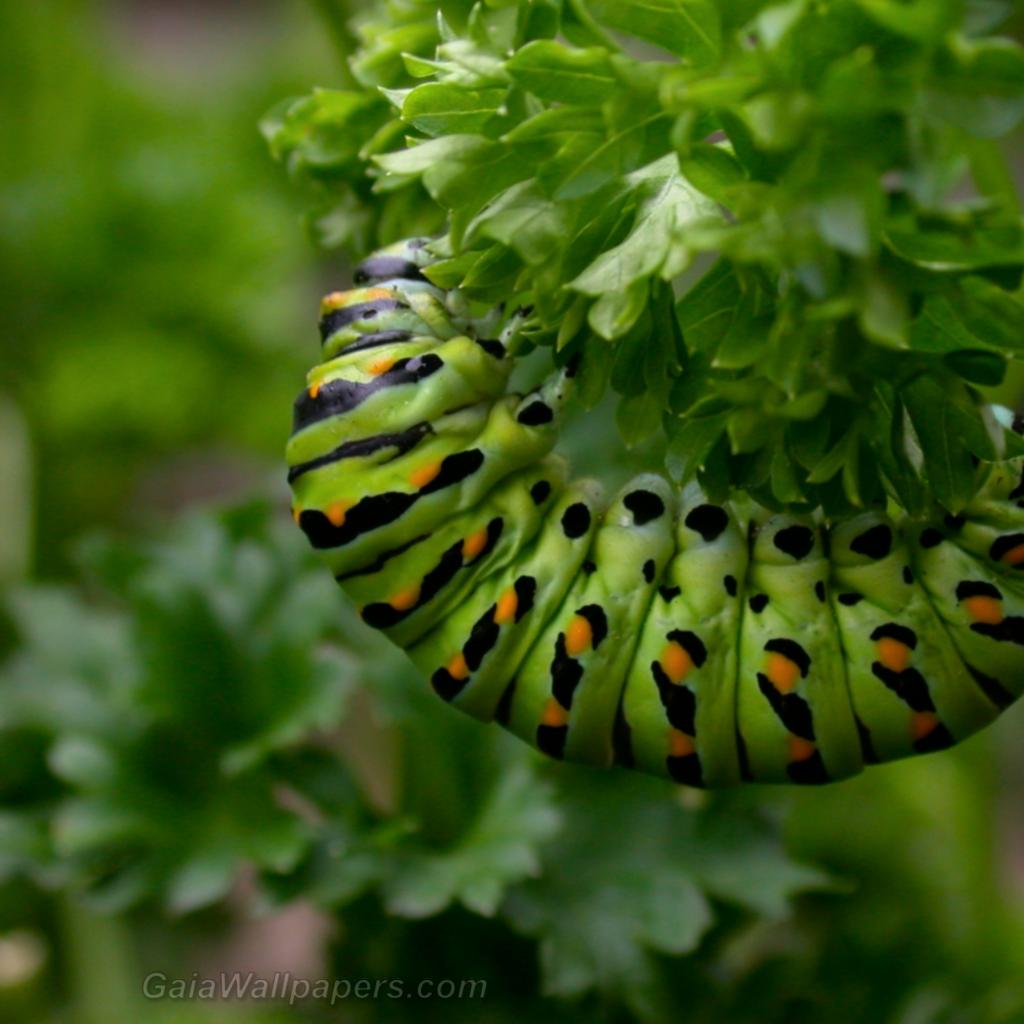 Green caterpillar hanging on a plant - Free desktop wallpapers