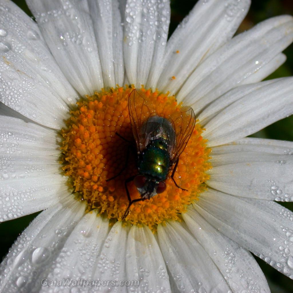 Fly on a daisy - Free desktop wallpapers