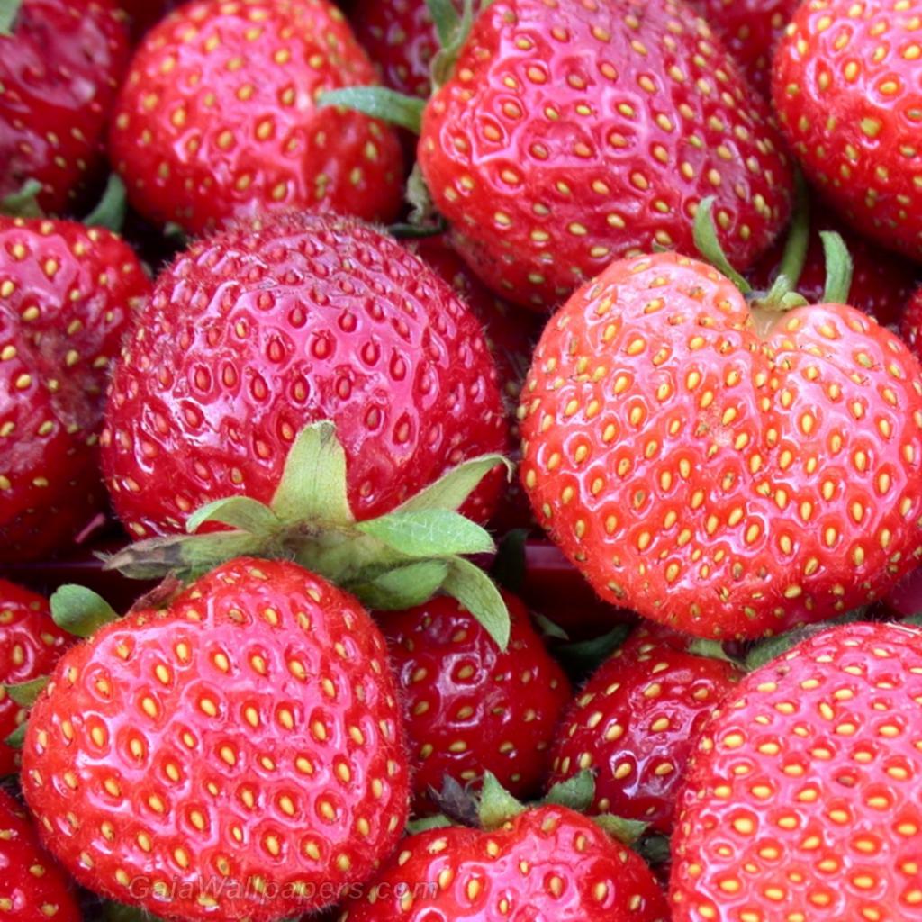 Strawberries - Free desktop wallpapers
