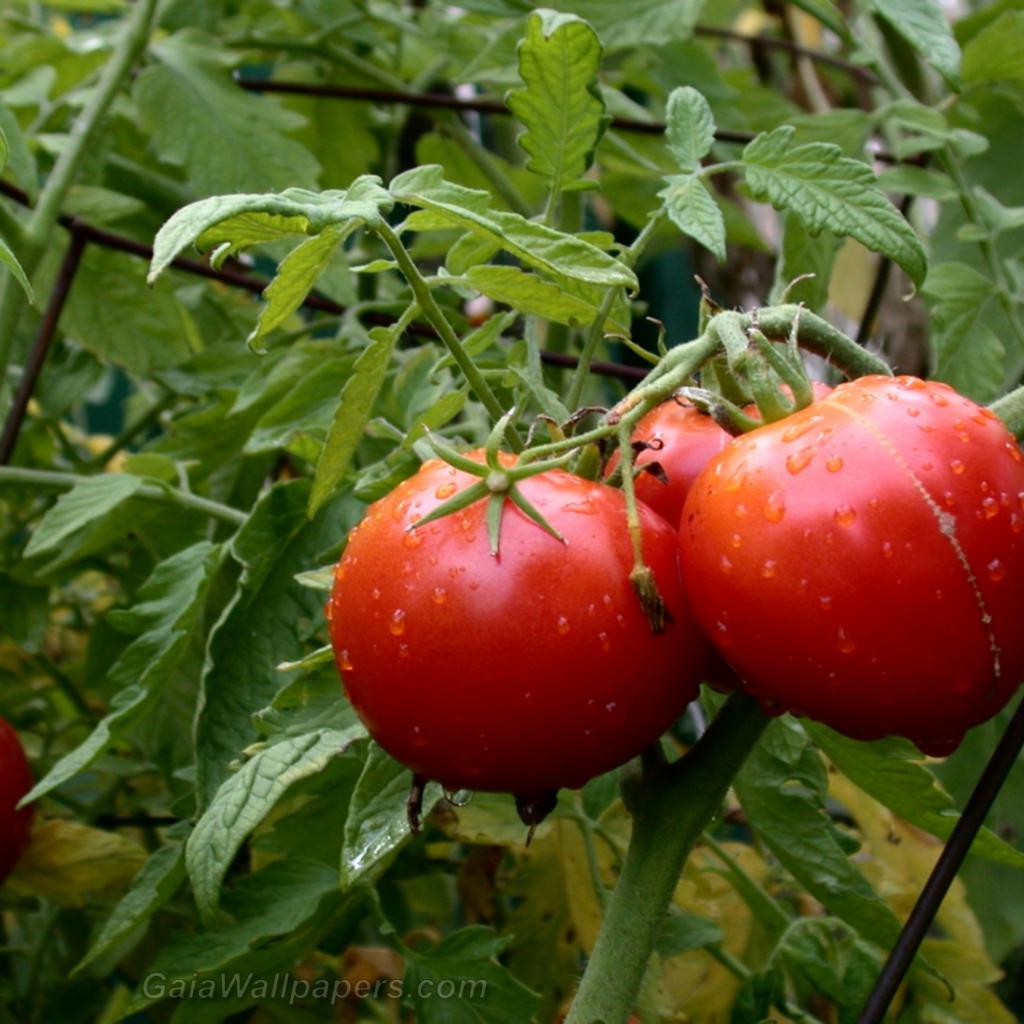 Tomatoes in the garden - Free desktop wallpapers