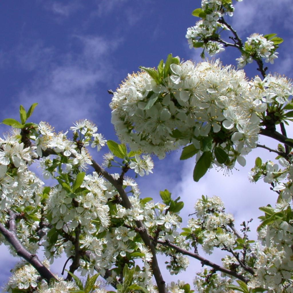 Plum tree in flowers - Free desktop wallpapers