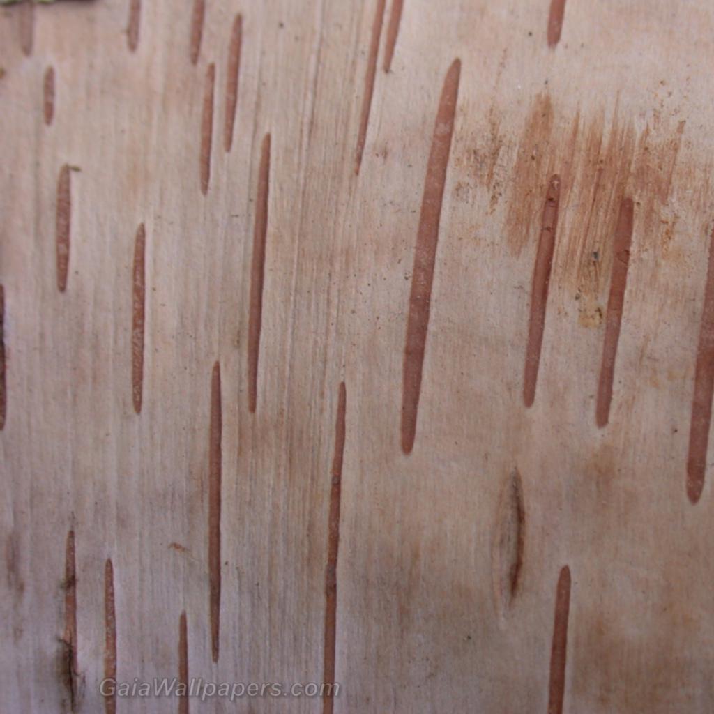 Birch bark - Free desktop wallpapers