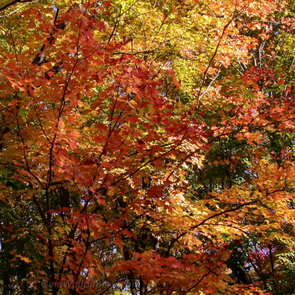 Couleurs d'automne - Fonds d'écran gratuits