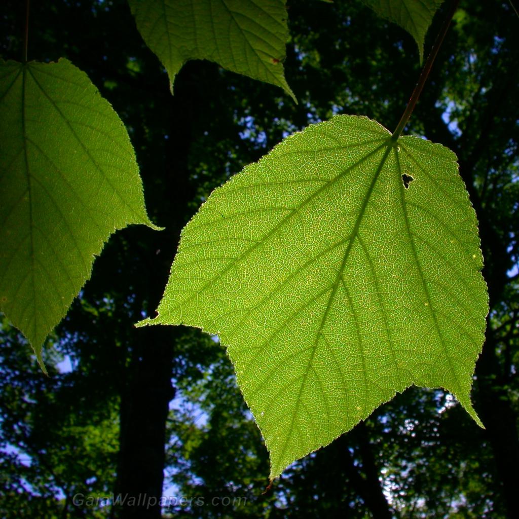 Leaf structure revealed by the sunlight - Free desktop wallpapers