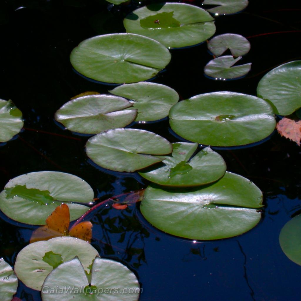 Water lilies - Free desktop wallpapers