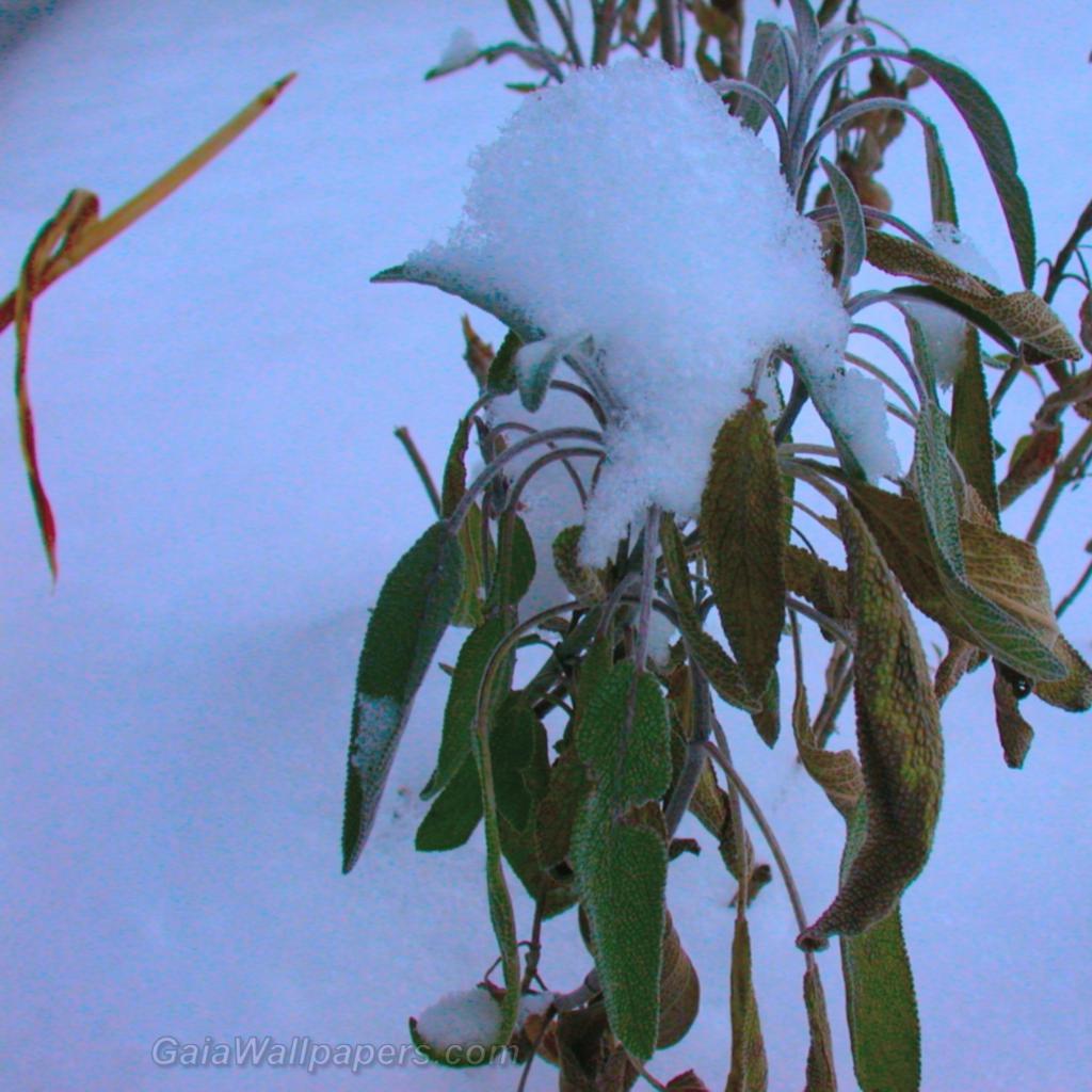 Frozen Salvia in winter - Free desktop wallpapers