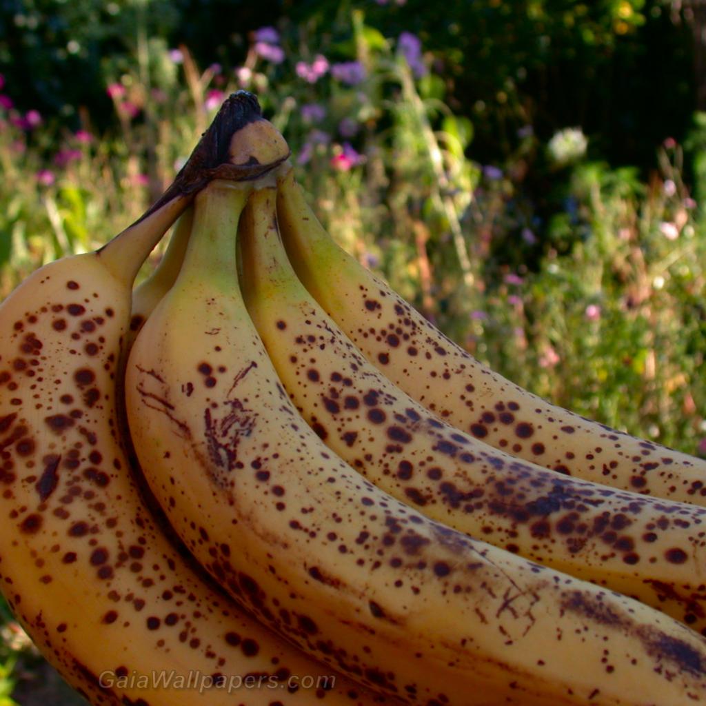 Bananes mûres - Fonds d'écran gratuits