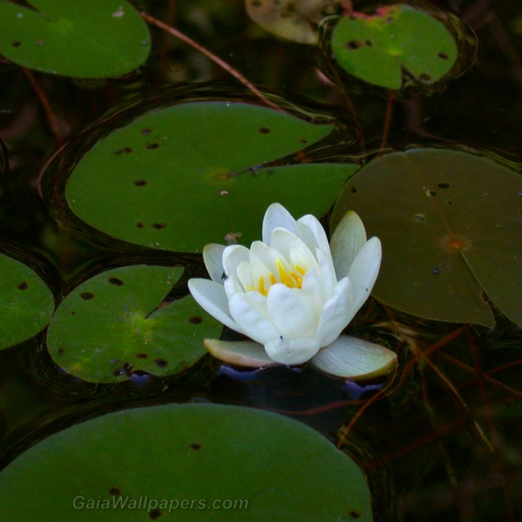 Fleur blanche de Nénuphar - Fonds d'écran gratuits
