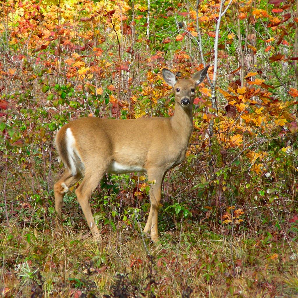 White-tailed deer female looking at us - Free desktop wallpapers