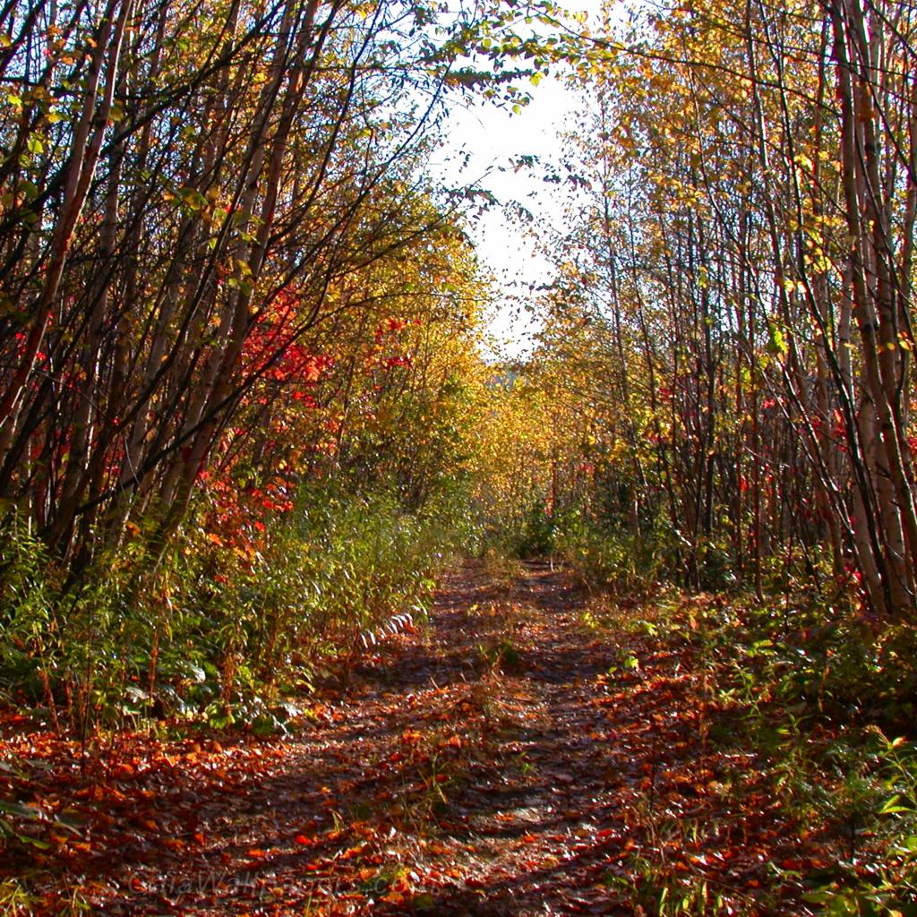 Autumn trail - Free desktop wallpapers