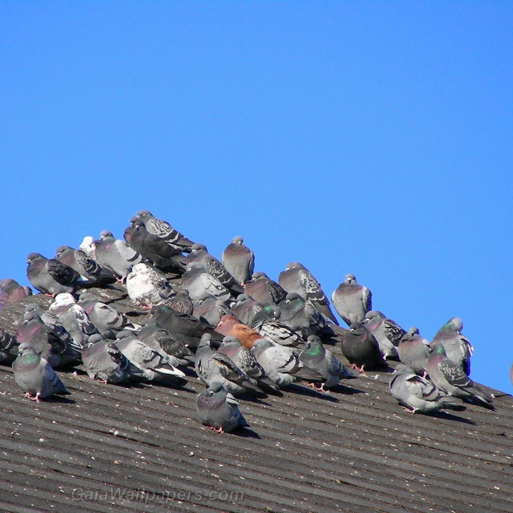 Groupe de pigeons se chauffant au soleil - Fonds d'écran gratuits