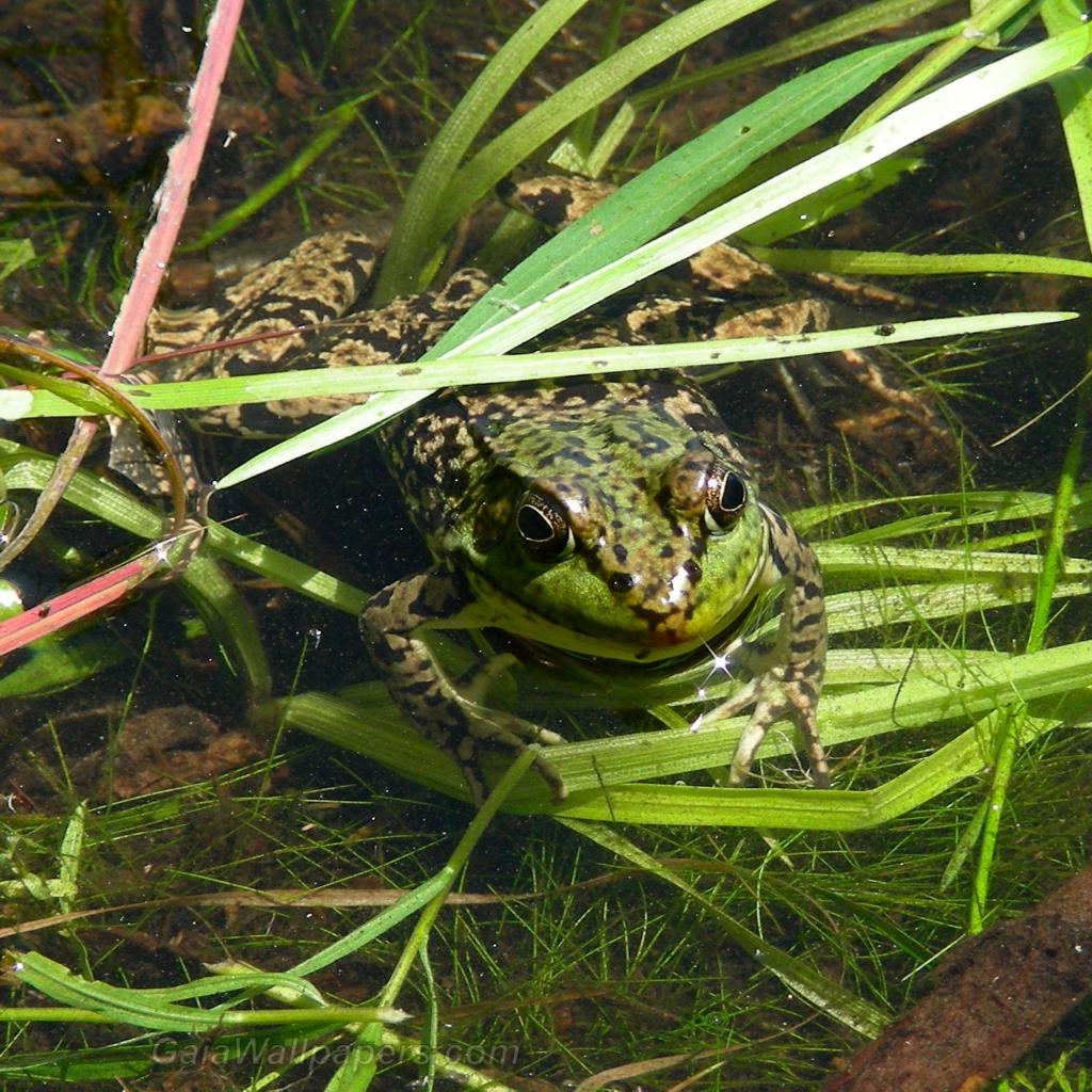 Frog trying to go unnoticed - Free desktop wallpapers