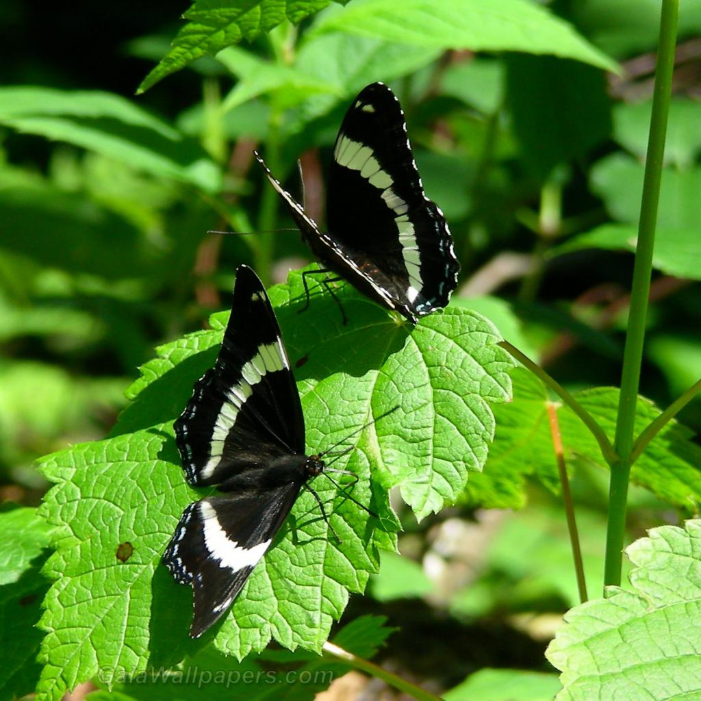 Les papillons dans la forêt - Fonds d'écran gratuits