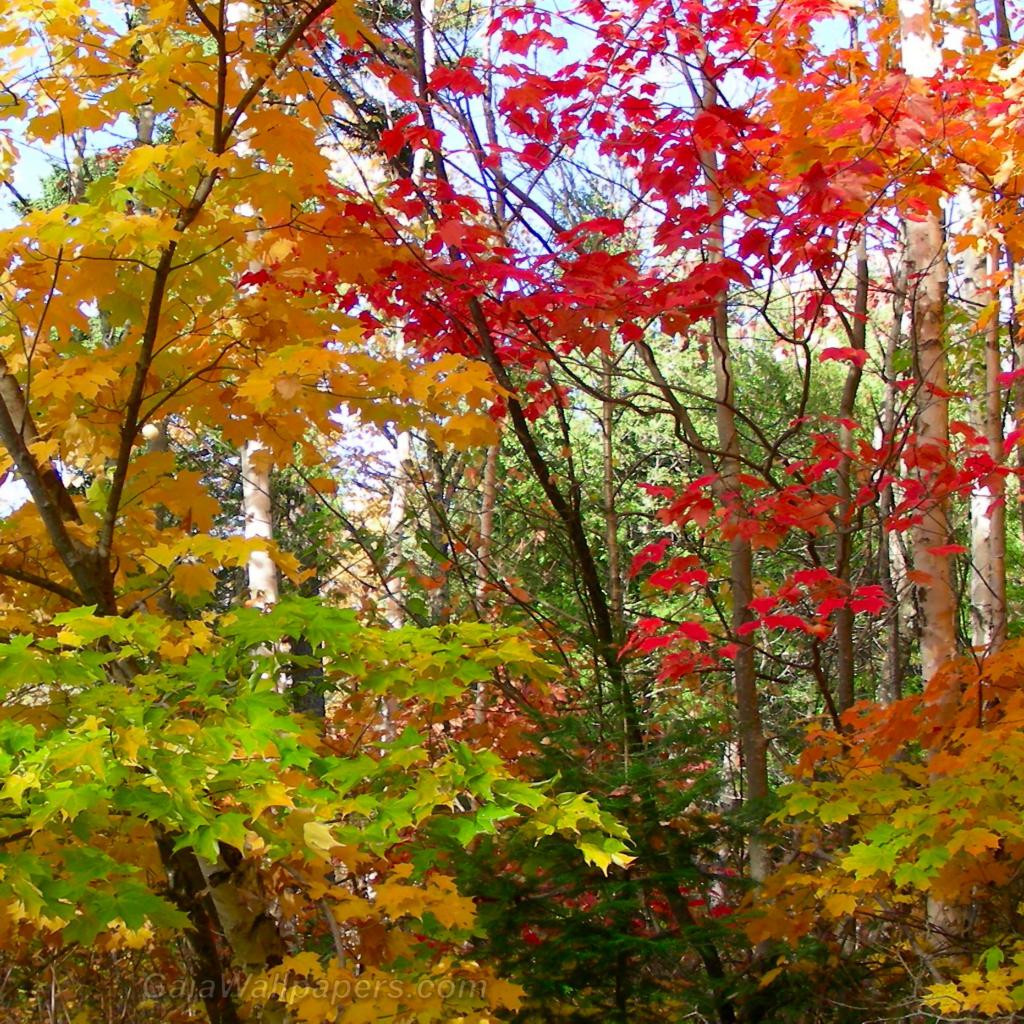 Change of the autumn colors in the maples - Free desktop wallpapers