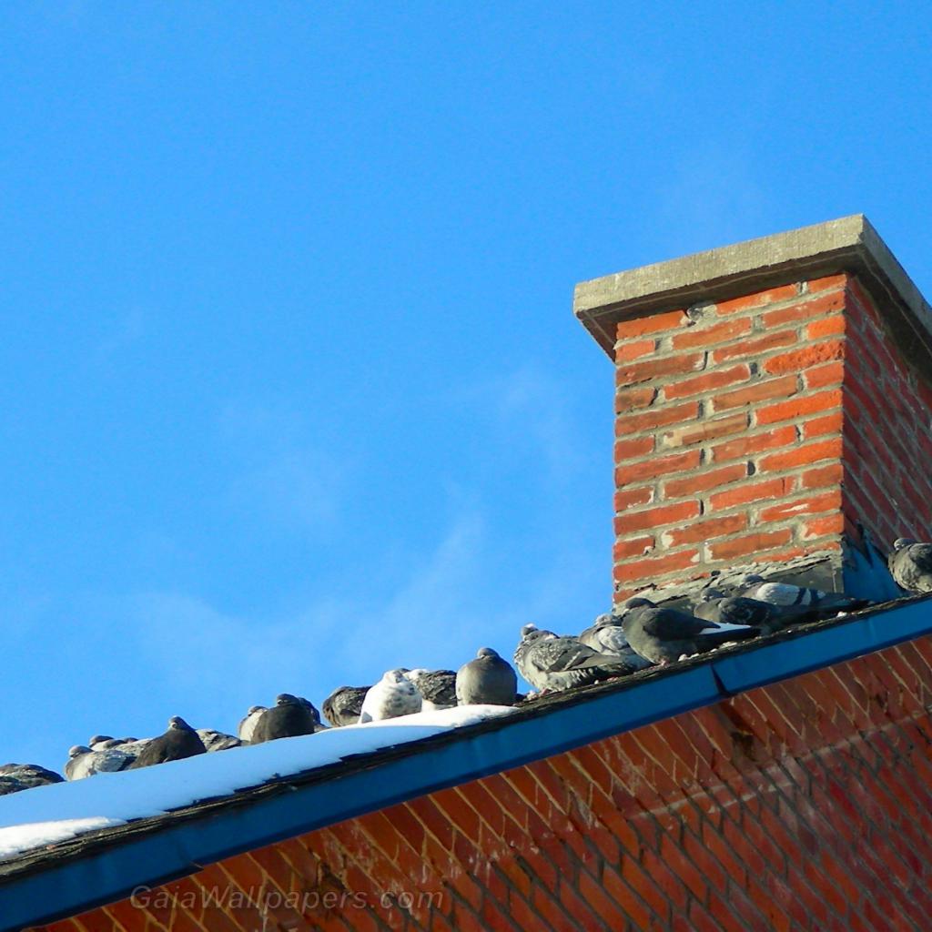 Pigeons se réchauffant sur un toît en hiver - Fonds d'écran gratuits